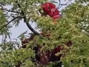 কুড়িগ্রামে এক মাসের ব্যবধানে আবারও গাছের মগডালে সাজেদা বেগম