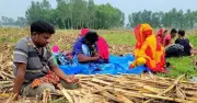 বিজিবির তৎপরতায় হরিপুর সীমান্তে পুশইনের শিকার ১১ জনকে সরিয়ে নিল বিএসএফ