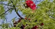 কুড়িগ্রামে চারবার তেঁতুল গাছ থেকে উদ্ধার গৃহবধূ