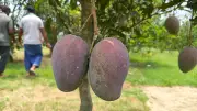 রাজশাহীর চারঘাটে ৩০ জাতের আমের বাগান, দেরিতে পাকা জাতের চাষে আগ্রহ