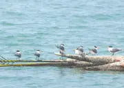পুটনীর চরে বড়টিকি পানচিলের দেখা মিলল