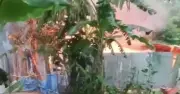 পাবনায় ধর্ষণ-হত্যার প্রতিবাদে অগ্নিকাণ্ডে দগ্ধ হয়ে ৩ জনের মৃত্যু