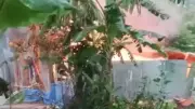 পাবনায় ধর্ষণ-হত্যার প্রতিবাদে আসামিদের বাড়িতে আগুন, দগ্ধ হয়ে ৩ জনের মৃত্যু
