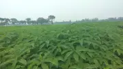 বিএডিসির জমিতে সবুজ সার ধইঞ্চা চাষ, উর্বরতা বৃদ্ধি