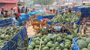 চার জেলার আম ব্যবসায়ীদের জন্য শনিবার ব্যাংক খোলা