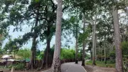 শতবর্ষী গর্জনগাছ বাঁচিয়ে সড়ক নির্মাণ, বিরল দৃষ্টান্ত টেকনাফে