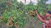 চাঁদপুরে বিদেশি ২২ প্রজাতির লংগানের বাম্পার ফলন, দর্শনার্থীদের ভিড়