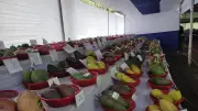 চাঁপাইনবাবগঞ্জে আম মেলায় ২০০ জাতের আম প্রদর্শিত