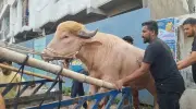 আলোচিত মহিষ ‘ডোনাল্ড ট্রাম্প’ চিড়িয়াখানা থেকে গবেষণা ইনস্টিটিউটে স্থানান্তর