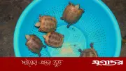 চট্টগ্রাম চিড়িয়াখানায় ‘মহাবিপন্ন’ হলুদ কাছিমের পাঁচ বাচ্চা