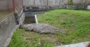 মাজার দিঘির কুমির ১৯ দিন ধরে খাবার না খেয়ে অভিমান করছে