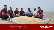 কুয়াকাটা সৈকতে ভেসে এলো ৫৬ ফুট লম্বা মৃত বেলিন তিমি