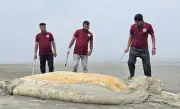 কুয়াকাটা সৈকতে ৫৬ ফুট বেলিন তিমি ভেসে আসার ঘটনা