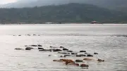 ধলাই নদে গরুর পাল সাঁতরে পাড়ি, রাখালের সাহসিকতা
