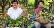 গাছপাকা আম চেনার সহজ উপায়: ত্বক, গন্ধ ও স্বাদে চিনুন