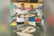 পদ্মায় জেলের জালে মহাবিপন্ন বাগাড়, ৩৮ হাজার টাকায় বিক্রি ইতালিপ্রবাসীর কাছে