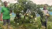 পরিত্যক্ত জমিতে ৩২ জাতের আমবাগান গড়ে সাফল্য ফরিদুলের