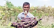 সার subsidies বিতরণে বৈষম্য: বড় চাষিরা বেশি পায়, ছোটরা বঞ্চিত