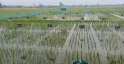 দিনাজপুরে পতিত জমিতে প্রথমবার আউশ ধান চাষ, কৃষিতে নতুন দিগন্ত
