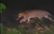 মাগুরায় মেছো বিড়ালের ভিডিও ভাইরাল, বন বিভাগের আশ্বাস