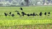 বগুড়ায় কাস্তেচরা পাখির ঝাঁক, মাঠে খাবারের সন্ধানে