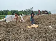 কুড়িগ্রামে বন্যার পানিতে তলিয়ে গেছে বাদামখেত, কৃষকদের ক্ষোভ