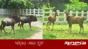 জাতীয় চিড়িয়াখানায় এলো দক্ষিণ আফ্রিকা থেকে আনা ৪ নতুন প্রাণী