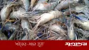 চিংড়িতে ক্ষতিকর জেলি পুশ: অসাধু চক্রের মরণখেলা, জনস্বাস্থ্যে মারাত্মক ঝুঁকি
