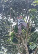 নেটওয়ার্ক না পেয়ে গাছে উঠে হাজিরা দিলেন প্রধান শিক্ষক