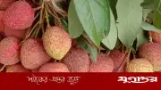 একসঙ্গে বেশি লিচু খেলে বিপদ? জানুন বিশেষজ্ঞের মতামত