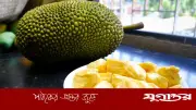 পুষ্টিগুণে ভরপুর কাঁঠাল: স্বাস্থ্য উপকারিতা ও সতর্কতা