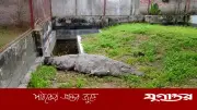 খুলনায় ১৮ দিন ধরে খাবার খাচ্ছে না মাজারের কুমিরটি