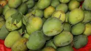 ক্ষীরশাপাতি নাকি হিমসাগর: একই আমের দুই নামের রহস্য উদঘাটন