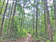এলজিইডি বন বিভাগের অনুমতি ছাড়াই মধুশিয়া গর্জনবনে সড়ক নির্মাণ করছে, হাতির করিডর হুমকিতে