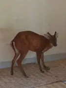 হবিগঞ্জে তালাবদ্ধ ঘর থেকে মায়া হরিণ উদ্ধার, পর্যবেক্ষণে রাখা হয়েছে