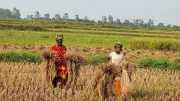 মা-মেয়ের বৃষ্টির সঙ্গে পাল্লা দিয়ে ধান বাঁচানোর লড়াই