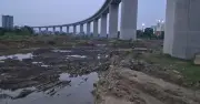 পদ্মা সেতু পিলার থেকে মাটি কাটা বন্ধ, গাছ লাগানোর নির্দেশ