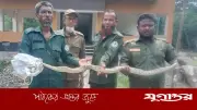 কয়রায় মন্দিরের পাশে অজগর উদ্ধার, সুন্দরবনে অবমুক্ত
