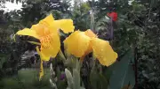 বৃষ্টিভেজা ফুলের জলসা মৌলভীবাজারের প্রবীণাঙ্গনে