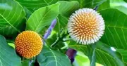 বর্ষার প্রথম দিনে বৃষ্টিহীন ঢাকা, ১৩ অঞ্চলে বজ্রবৃষ্টির পূর্বাভাস