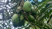 শখের বাগানে ৫০ জাতের আম চাষ রেজাউলের, খরায়ও ফলন ভালো
