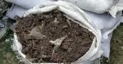 পলিথিন মেশানো ভেজাল সার বিতরণ: সিরাজগঞ্জে তদন্ত কমিটি