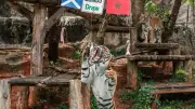 ছয় প্রাণীর বিশ্বকাপ ভবিষ্যদ্বাণী: কে কাকে এগিয়ে রাখছে?