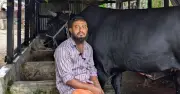 খালেদা জিয়াকে ‘কালো মানিক’ গরু উপহার দিতে চাওয়া সোহাগ মৃধা গ্রেপ্তার