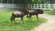 দক্ষিণ আফ্রিকা থেকে আনা দুটি কমন ইল্যান্ড ও দুটি ওয়াইল্ড বিস্ট জাতীয় চিড়িয়াখানায় অবমুক্ত