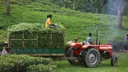 সিলেটের চা-বাগানে কচি পাতা তোলার ধুম, নারী শ্রমিকদের ব্যস্ততা