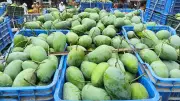 আমের স্বাদ: মিষ্টতা, টক ভাব ও সুগন্ধের বিজ্ঞান