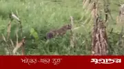 নাটোরে বাঘ সদৃশ প্রাণী দেখে আতঙ্ক, বন বিভাগ বলছে বড় শেয়াল