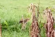 নাটোরে ভুট্টাখেতে বাঘসদৃশ প্রাণী দেখে আতঙ্ক, বন বিভাগ বলছে ভয়ের কিছু নেই