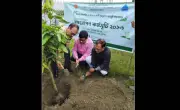 ঢাকা ওয়াসার উদ্যোগে দাশেরকান্দিতে বৃক্ষরোপণ কর্মসূচি শুরু